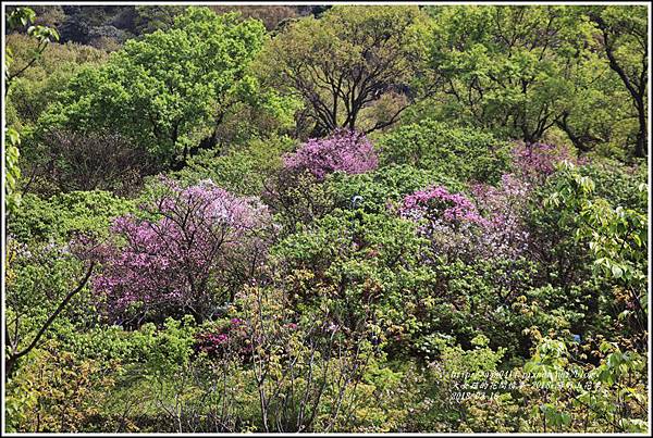 陽明山櫻花季-2018-03-56.jpg