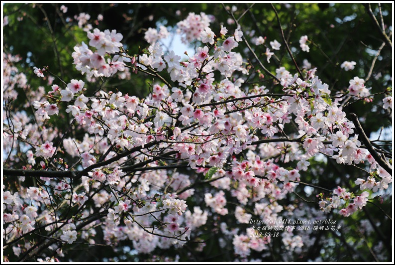 陽明山櫻花季-2018-03-68.jpg