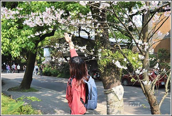 陽明山櫻花季-2018-03-74.jpg