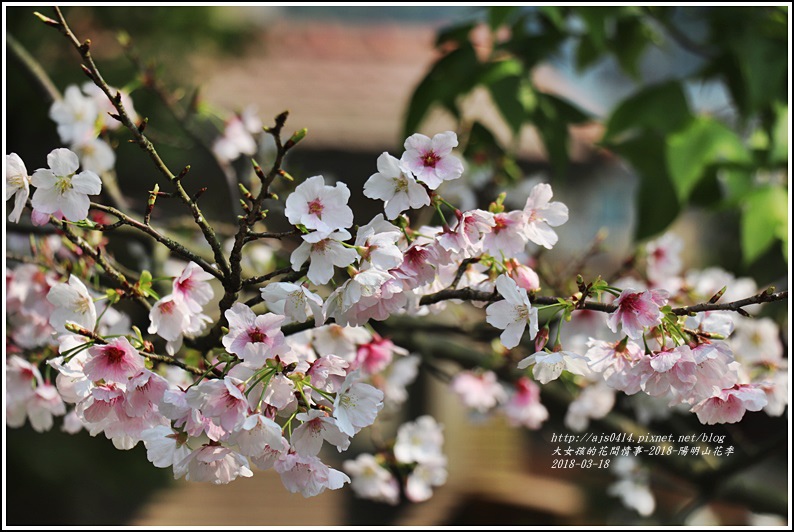 陽明山櫻花季-2018-03-77.jpg