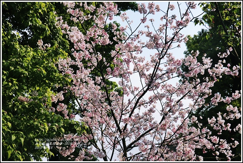 陽明山櫻花季-2018-03-78.jpg