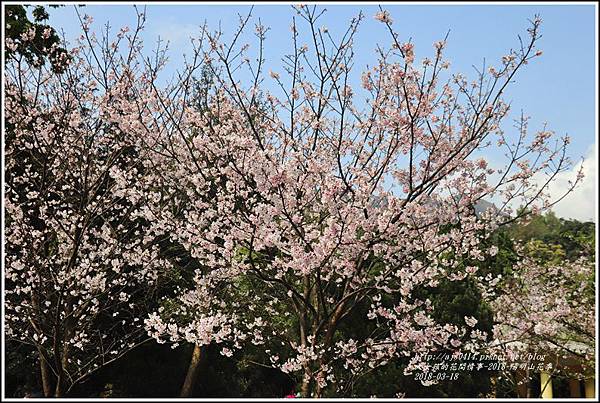 陽明山櫻花季-2018-03-81.jpg