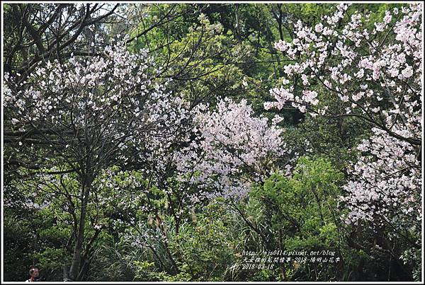 陽明山櫻花季-2018-03-85.jpg