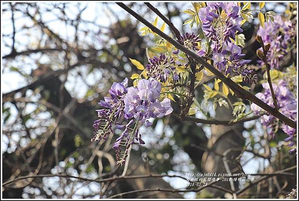 陽明山櫻花季(紫藤)-2018-03-02.jpg