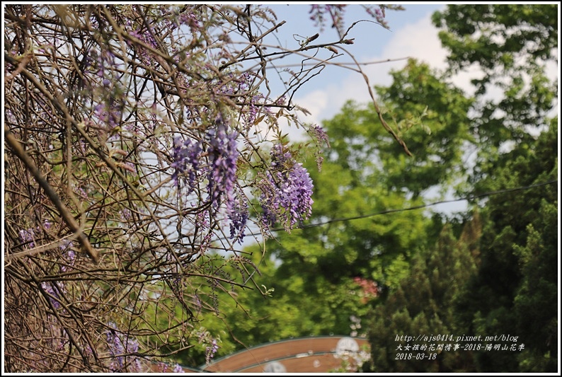 陽明山櫻花季(紫藤)-2018-03-04.jpg