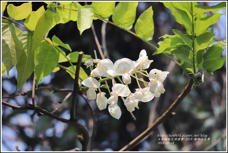 陽明山櫻花季(紫藤)-2018-03-03.jpg