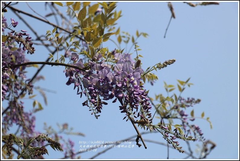 陽明山櫻花季(紫藤)-2018-03-05.jpg