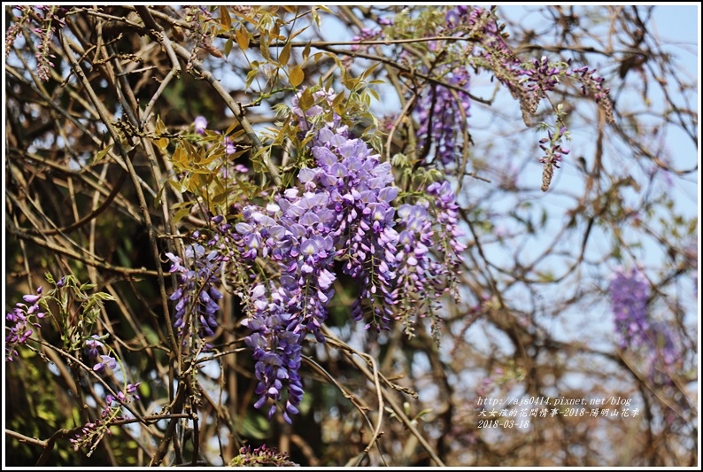 陽明山櫻花季(紫藤)-2018-03-07.jpg