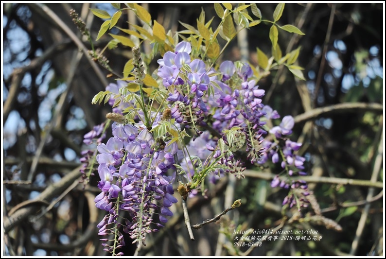 陽明山櫻花季(紫藤)-2018-03-06.jpg