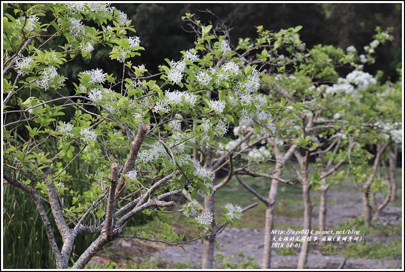 流蘇(東岡秀川)-2018-04-01.jpg