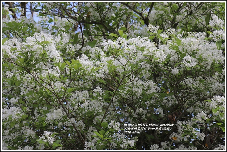 流蘇(東岡秀川)-2018-04-06.jpg