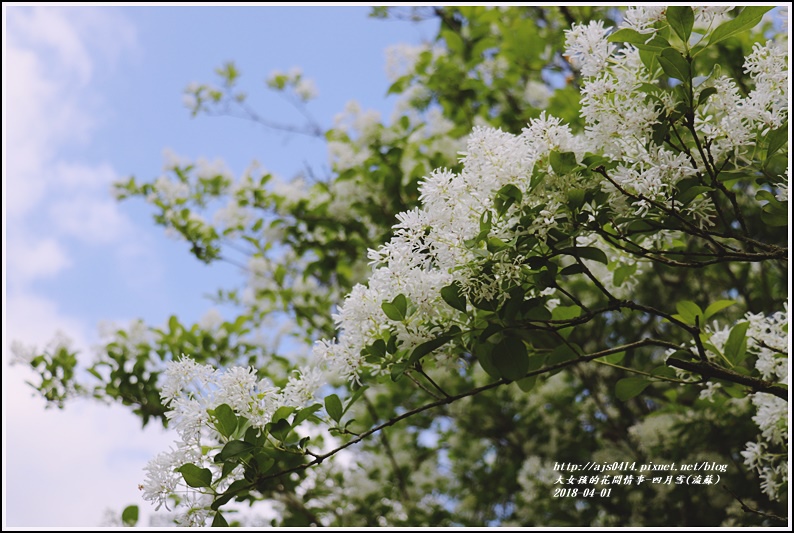 流蘇(東岡秀川)-2018-04-08.jpg