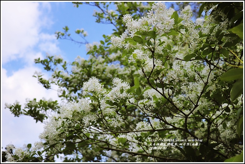 花蓮,賞花,流蘇花,東岡秀川,瑞穗,東岡秀川湯之館,露營,花蓮戶外休閒