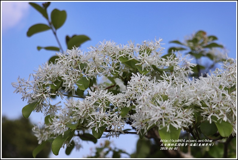 流蘇(東岡秀川)-2018-04-09.jpg