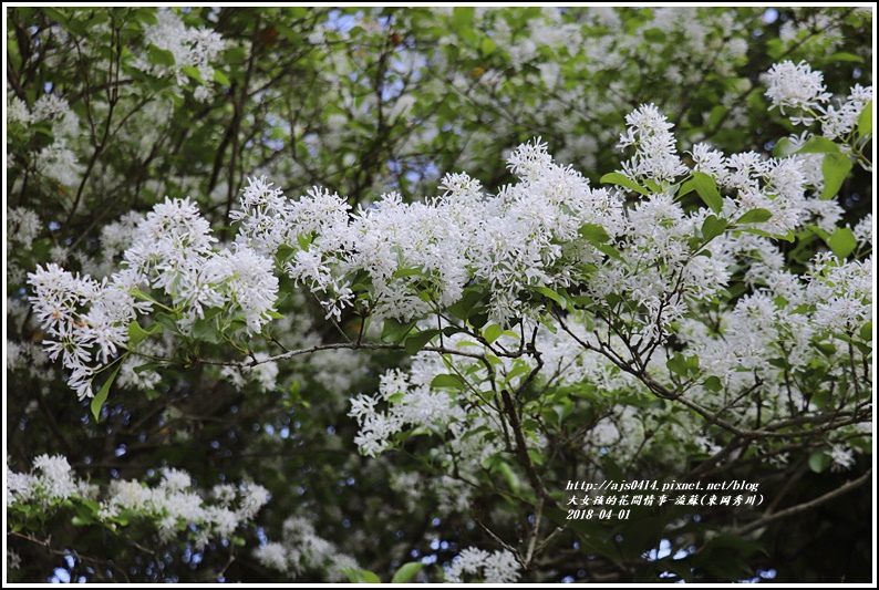 流蘇(東岡秀川)-2018-04-10.jpg