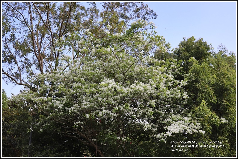 流蘇(東岡秀川)-2018-04-14.jpg