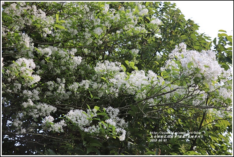 流蘇(東岡秀川)-2018-04-20.jpg