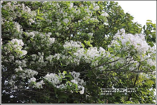 流蘇(東岡秀川)-2018-04-20.jpg