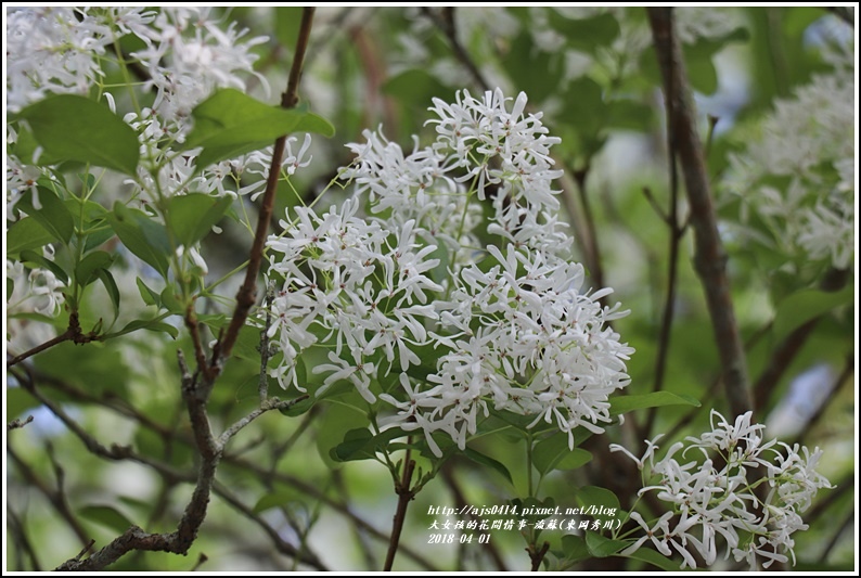 流蘇(東岡秀川)-2018-04-21.jpg