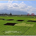 玉里黑熊彩繪田(熊讚上學去)-2018-04-13.jpg