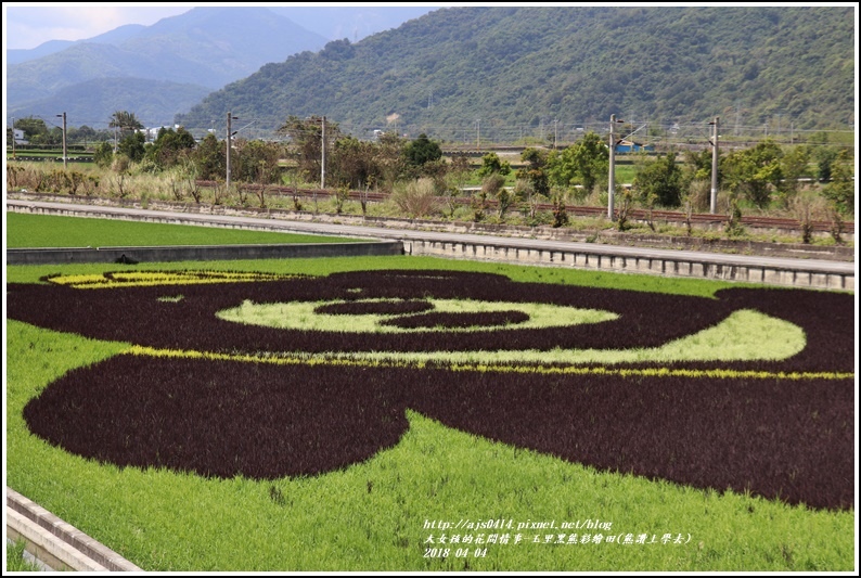 玉里黑熊彩繪田(熊讚上學去)-2018-04-14.jpg