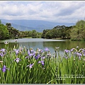 雲山水植物農場鳶尾花-2018-04-01.jpg