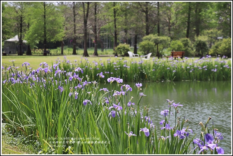 雲山水植物農場鳶尾花-2018-04-05.jpg