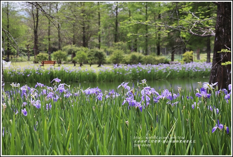 雲山水植物農場鳶尾花-2018-04-06.jpg