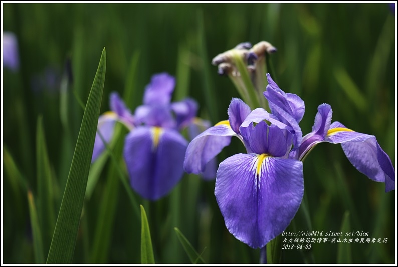 雲山水植物農場鳶尾花-2018-04-08.jpg