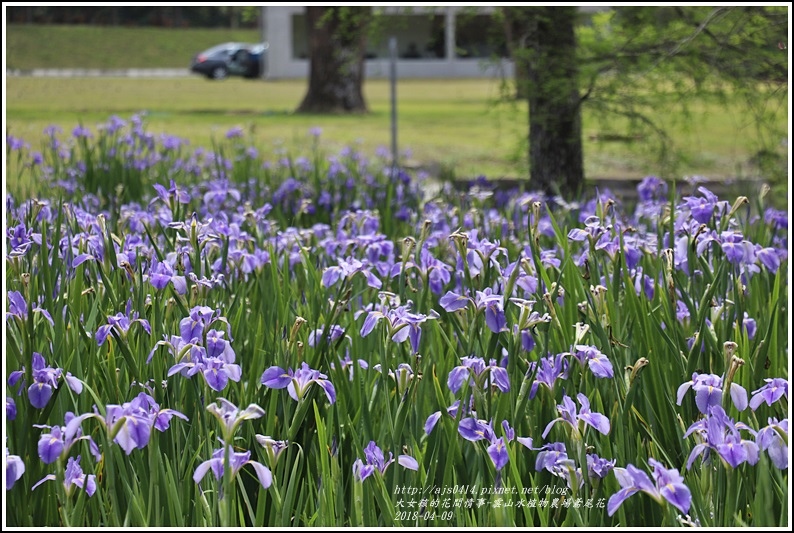 雲山水植物農場鳶尾花-2018-04-07.jpg