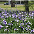 雲山水植物農場鳶尾花-2018-04-07.jpg