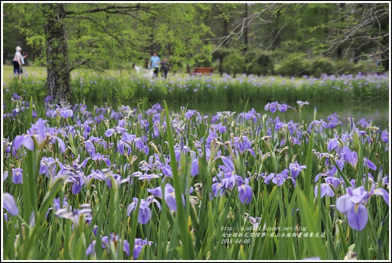 雲山水植物農場鳶尾花-2018-04-10.jpg