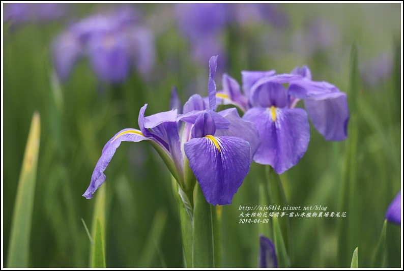 雲山水植物農場鳶尾花-2018-04-09.jpg