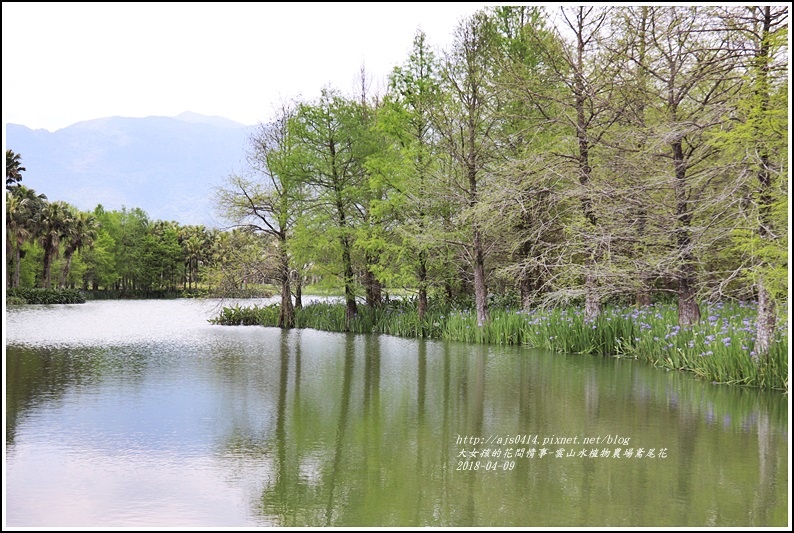 雲山水植物農場鳶尾花-2018-04-13.jpg