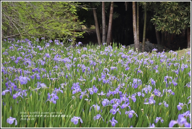 雲山水植物農場鳶尾花-2018-04-12.jpg