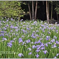 雲山水植物農場鳶尾花-2018-04-12.jpg