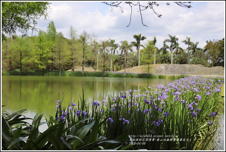 雲山水植物農場鳶尾花-2018-04-17.jpg