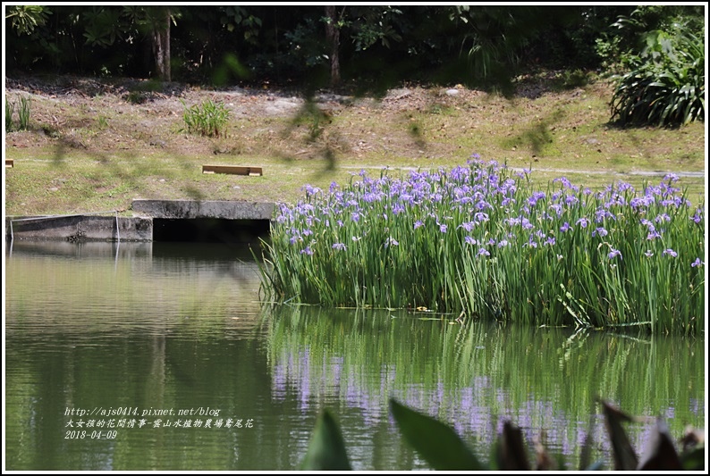 雲山水植物農場鳶尾花-2018-04-22.jpg