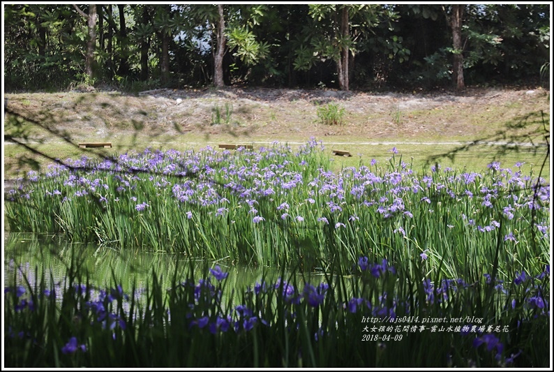 雲山水植物農場鳶尾花-2018-04-23.jpg