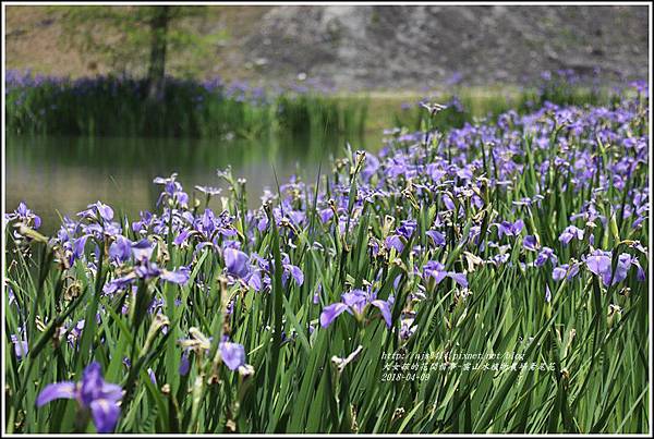 雲山水植物農場鳶尾花-2018-04-26.jpg