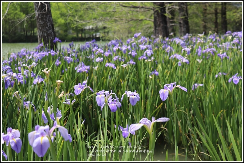 雲山水植物農場鳶尾花-2018-04-33.jpg