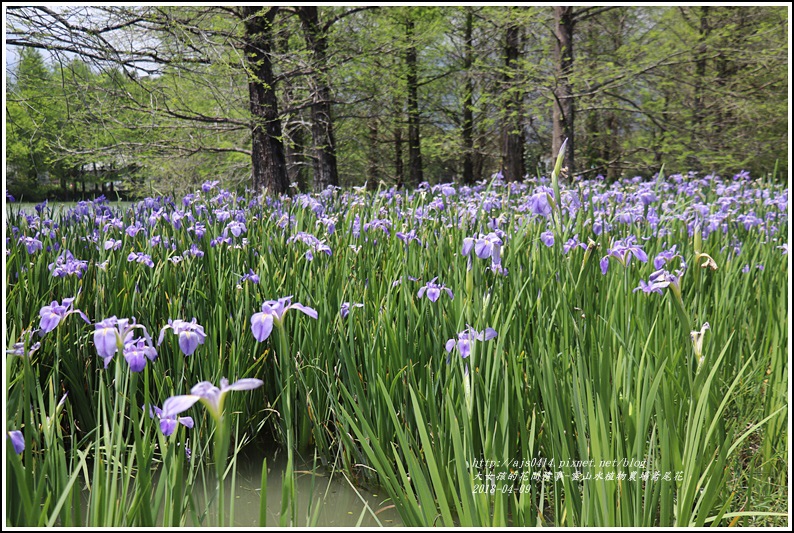 雲山水植物農場鳶尾花-2018-04-34.jpg