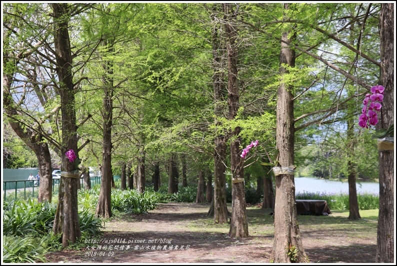 雲山水植物農場鳶尾花-2018-04-40.jpg