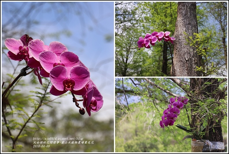 雲山水植物農場鳶尾花-2018-04-42.jpg