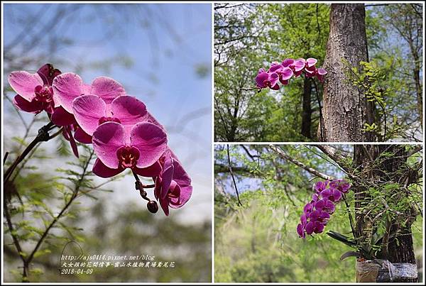 雲山水植物農場鳶尾花-2018-04-42.jpg