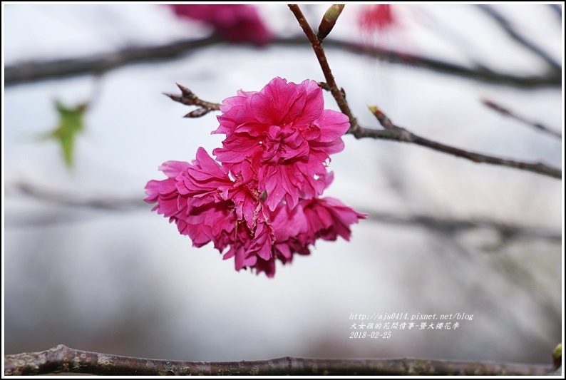 暨大櫻花季-2018-02-19.jpg