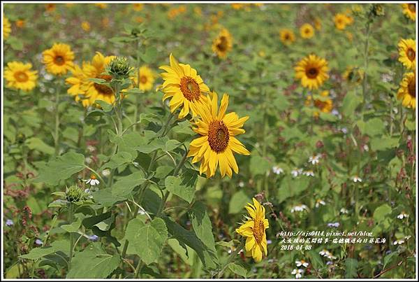 瑞穗鐵道向日葵花海-2018-04-03.jpg