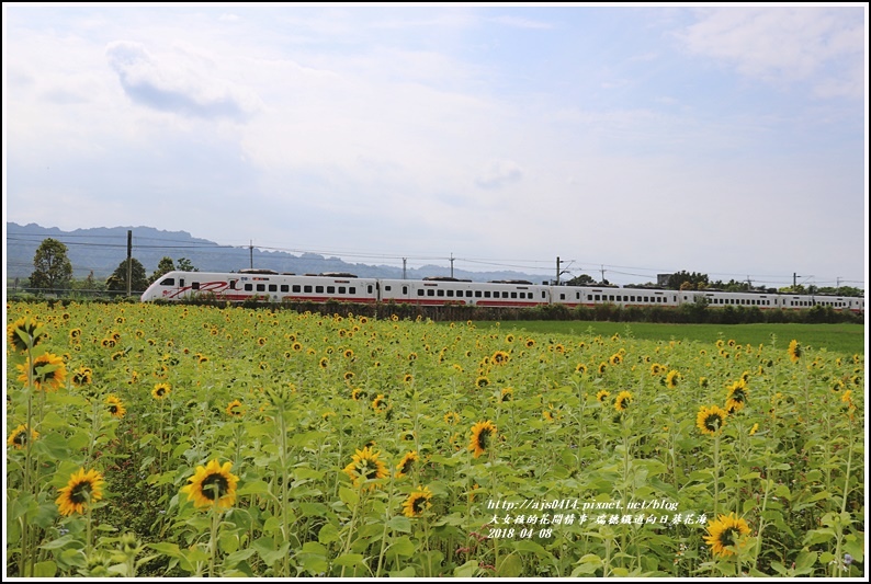 瑞穗鐵道向日葵花海-2018-04-10.jpg