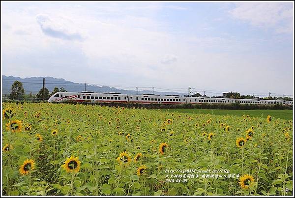 瑞穗鐵道向日葵花海-2018-04-10.jpg