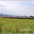 瑞穗鐵道向日葵花海-2018-04-10.jpg